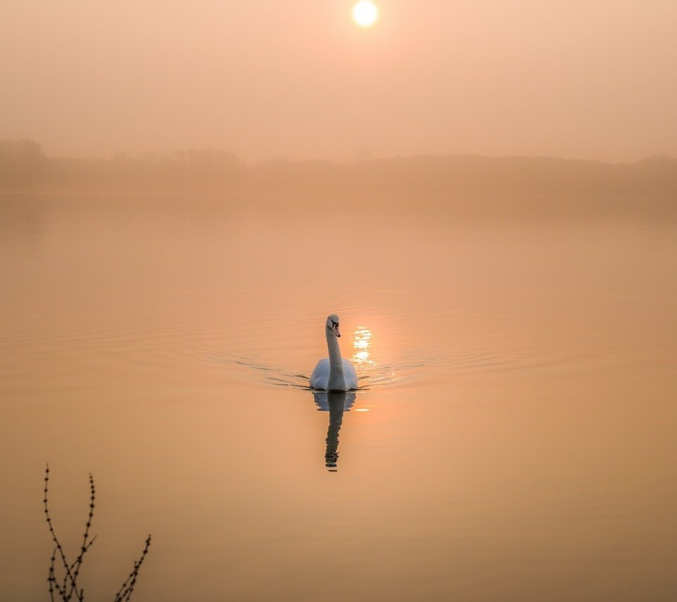 Обои озеро, утро, рассвет, птица, лебедь, lake, morning, dawn, bird, swan разрешение 2560x1708 Загрузить