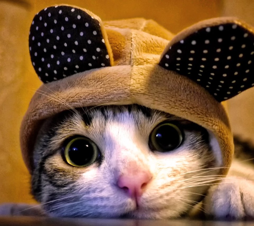 Обои кот, кошка, взгляд, уши, капюшон, cat, look, ears, hood разрешение 2560x1440 Загрузить