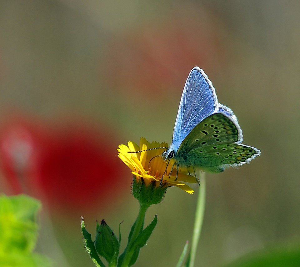 Обои желтый, макро, насекомое, цветок, бабочка, нектар, ziva & amir, yellow, macro, insect, flower, butterfly, nectar разрешение 2069x1503 Загрузить