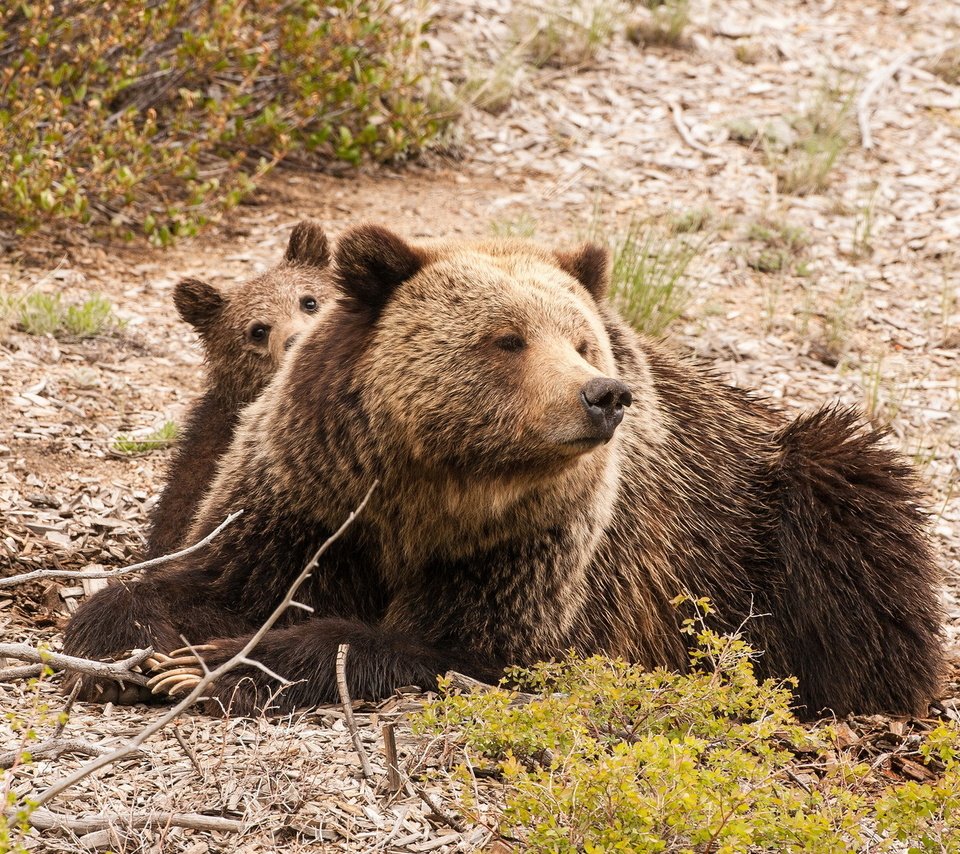 Обои природа, фон, медведь, медведи, медвежонок, медведица, nature, background, bear, bears разрешение 1920x1200 Загрузить