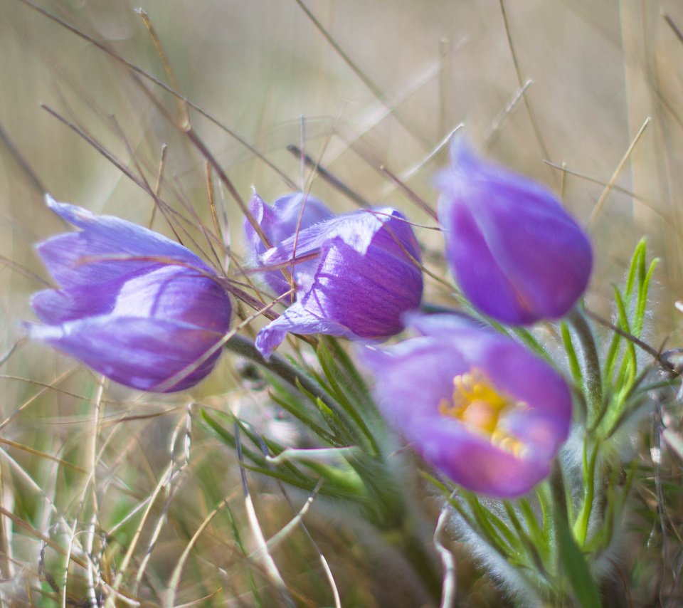 Обои цветы, цветком, ветреница, сон-трава, прострел, flowers, flower, anemone, sleep-grass, cross разрешение 2048x1510 Загрузить