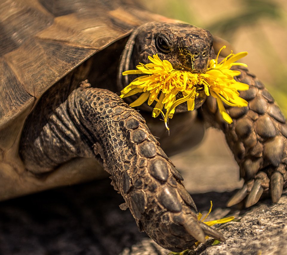 Обои желтый, цветок, черепаха, одуванчик, tortoise, yellow, flower, turtle, dandelion разрешение 2560x1600 Загрузить