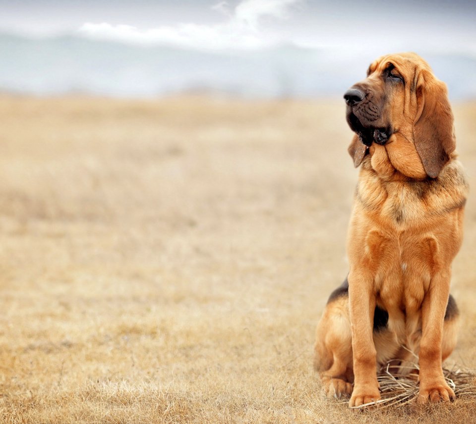 Обои природа, собака, бассет, бладхаунд, nature, dog, bassett, the bloodhound разрешение 3840x2400 Загрузить