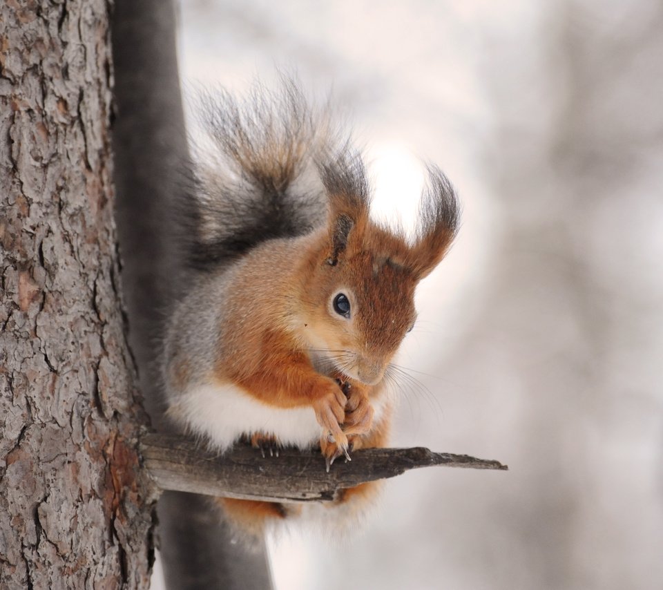 Обои дерево, животное, белка, зверек, белочка, грызун, anna verdina, tree, animal, protein, squirrel, rodent разрешение 4256x2832 Загрузить