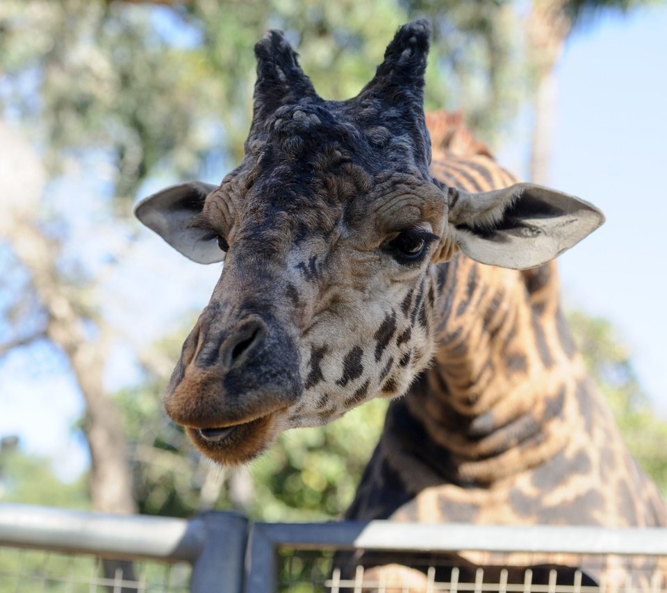 Обои морда, свет, портрет, пятна, жираф, зоопарк, face, light, portrait, spot, giraffe, zoo разрешение 4000x2661 Загрузить