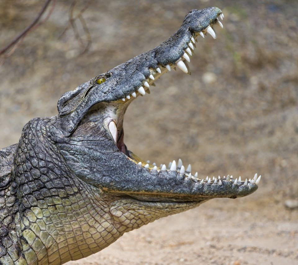 Обои зубы, крокодил, пасть, рептилия, © tambako jaguar, teeth, crocodile, mouth, reptile, © tambako the jaguar разрешение 2876x1800 Загрузить