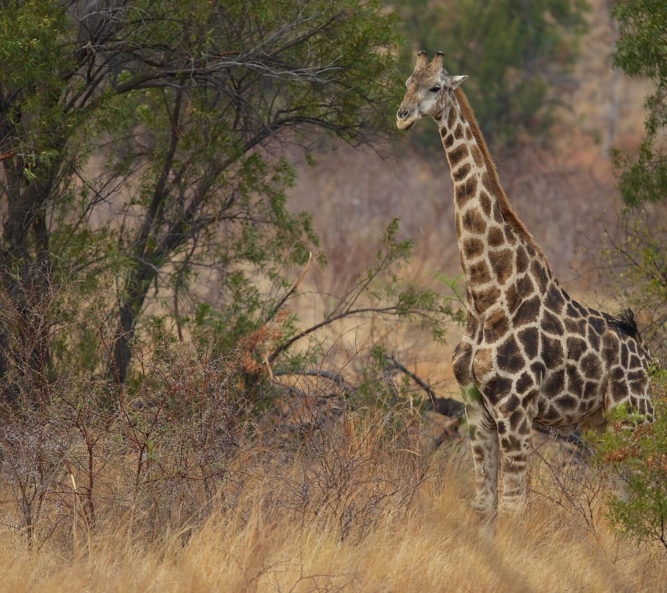 Обои природа, кусты, жираф, саванна, шея, nature, the bushes, giraffe, savannah, neck разрешение 2048x1280 Загрузить