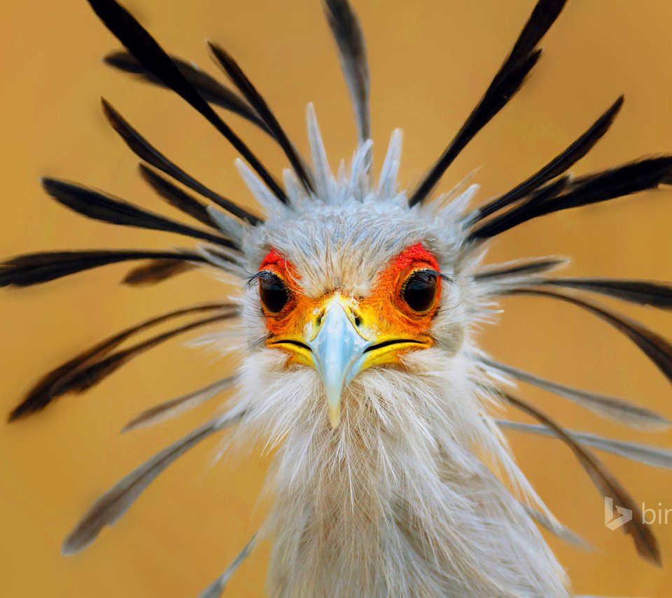 Обои глаза, птица, клюв, перья, птица-секретарь, eyes, bird, beak, feathers, secretary bird разрешение 1920x1200 Загрузить