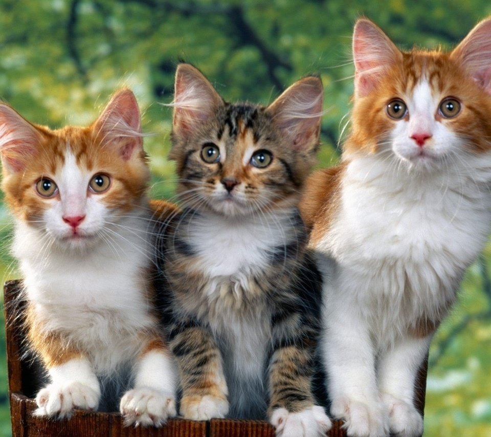 Обои взгляд, кошаки, кошки, look, koshak, cats разрешение 1920x1440 Загрузить
