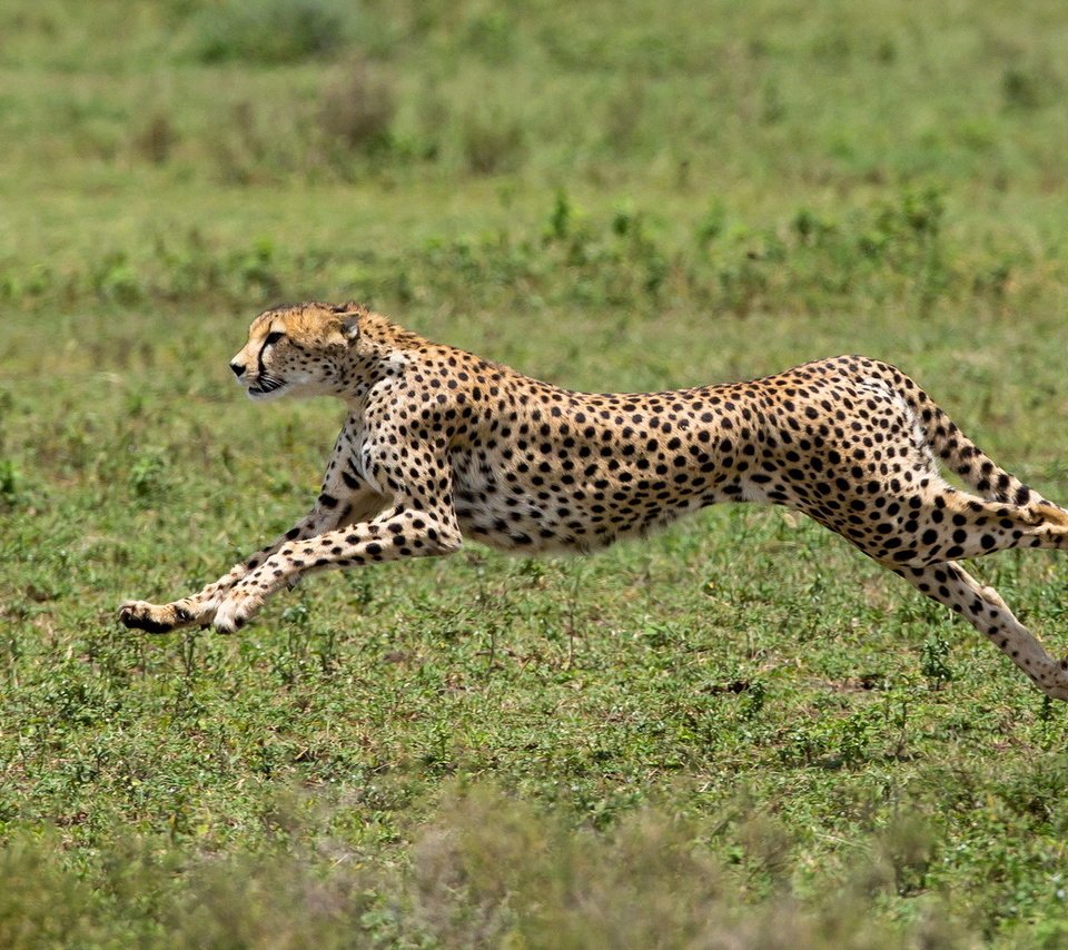 Обои африка, хищник, большая кошка, гепард, africa, predator, big cat, cheetah разрешение 1920x1080 Загрузить