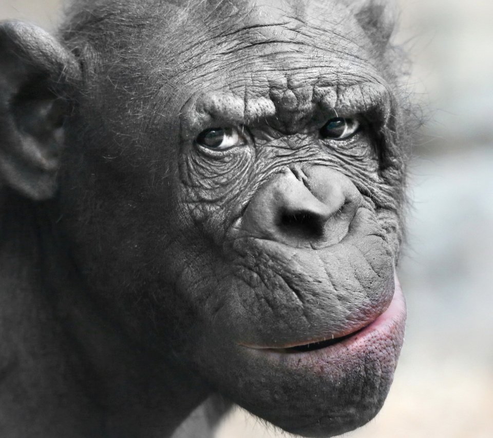 Обои морда, взгляд, животное, обезьяна, шимпанзе, face, look, animal, monkey, chimpanzees разрешение 1920x1200 Загрузить