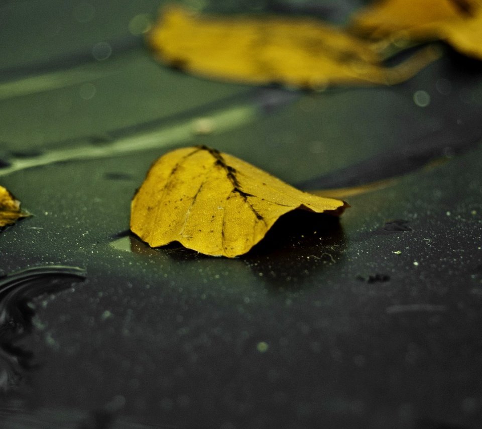 Обои вода, листья, макро, капли, осень, water, leaves, macro, drops, autumn разрешение 2560x1440 Загрузить