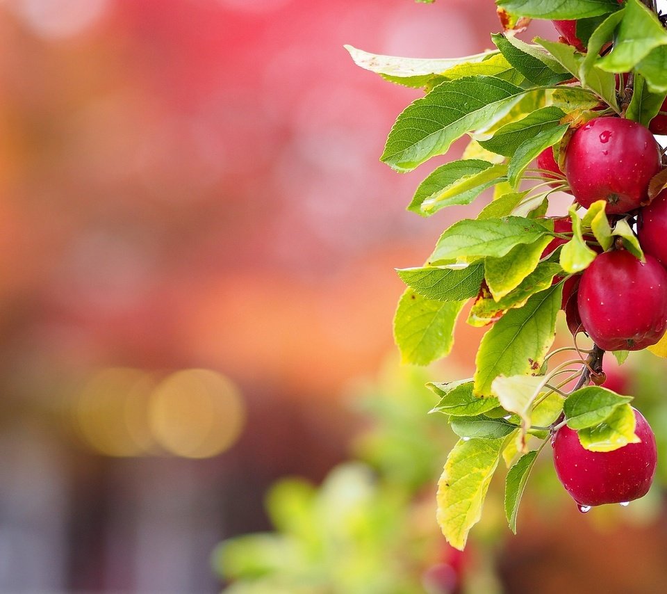 Обои ветка, листья, капли, фрукты, яблоки, плоды, ветка яблони, branch, leaves, drops, fruit, apples, branch of apple разрешение 2048x1277 Загрузить