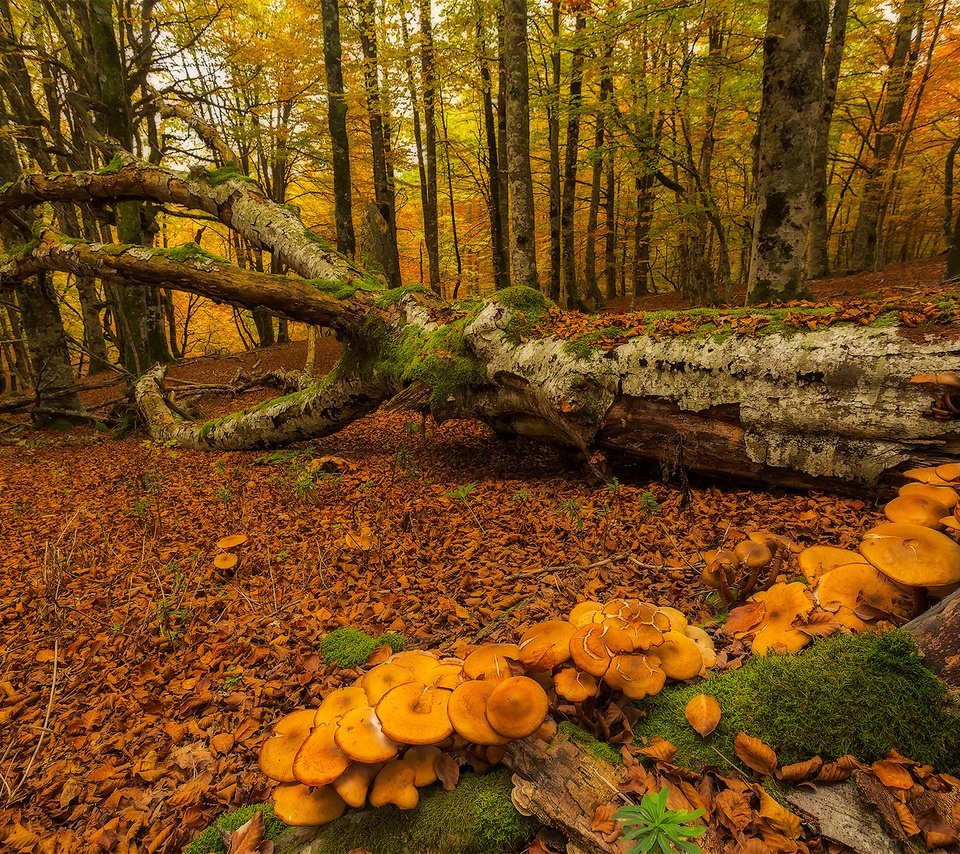 Обои деревья, лес, осень, грибы, мох, испания, urabain, страна басков, trees, forest, autumn, mushrooms, moss, spain, basque country разрешение 1920x1280 Загрузить