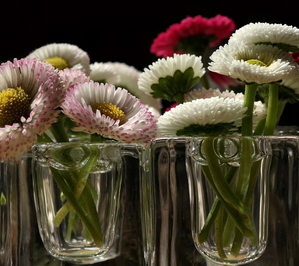 Обои цветы, фон, лепестки, стекло, стакан, flowers, background, petals, glass разрешение 1920x1080 Загрузить