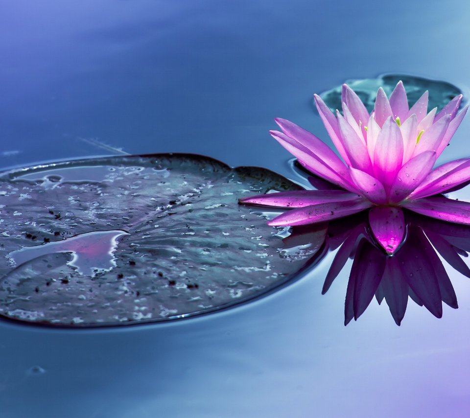 Обои вода, цветок, пруд, водяная лилия, water, flower, pond, water lily разрешение 2048x1105 Загрузить