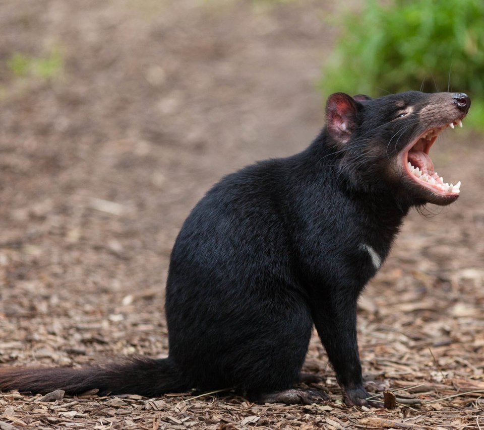 Обои зверек, пасть, тасманийский дьявол, animal, mouth, tasmanian devil разрешение 2050x1367 Загрузить