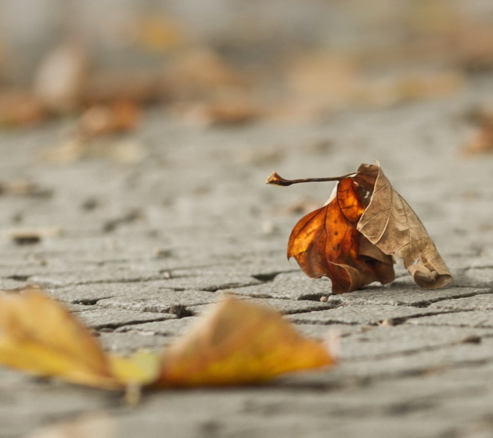 Обои макро, осень, лист, macro, autumn, sheet разрешение 1920x1200 Загрузить