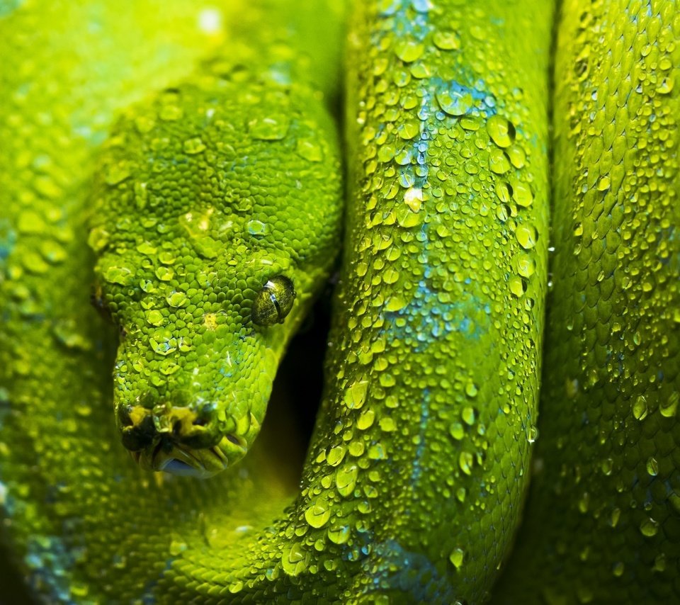 Обои зелёный, змея, чешуя, голова, green, snake, scales, head разрешение 2048x1518 Загрузить