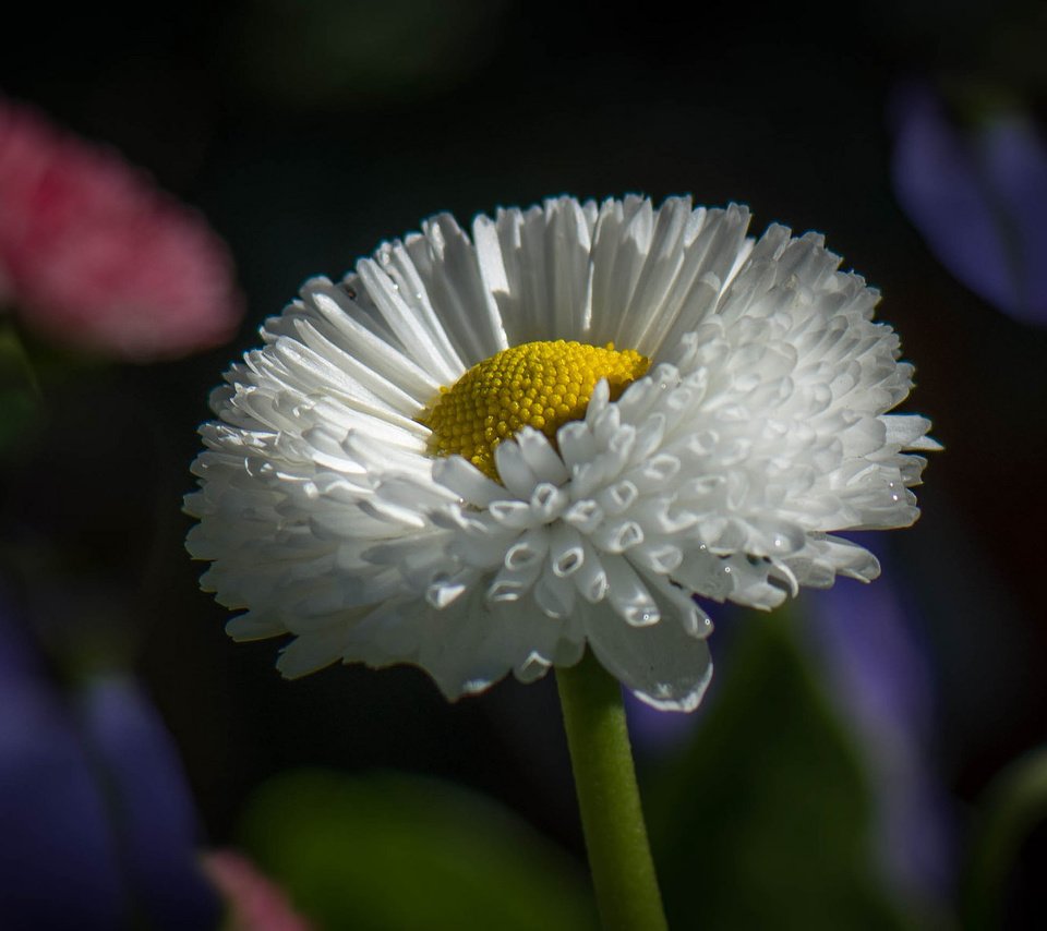 Обои парк, лепестки, сад, луг, стебель, клумба, park, petals, garden, meadow, stem, flowerbed разрешение 2048x1177 Загрузить