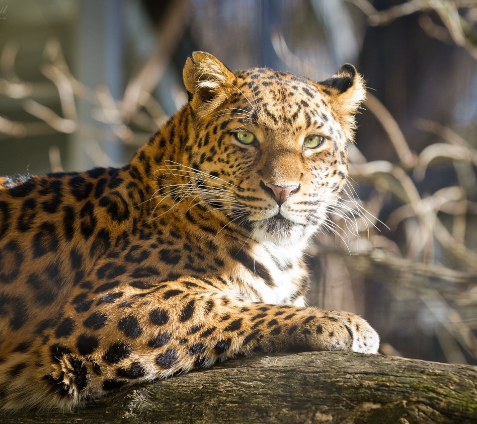 Обои солнце, кошка, взгляд, леопард, бревно, the sun, cat, look, leopard, log разрешение 4534x3023 Загрузить