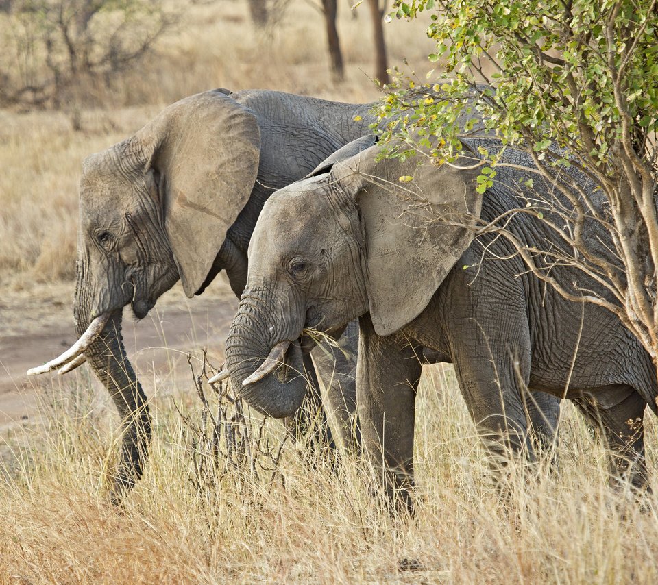 Обои природа, африка, уши, слоны, хобот, бивни, nature, africa, ears, elephants, trunk, tusks разрешение 2048x1412 Загрузить