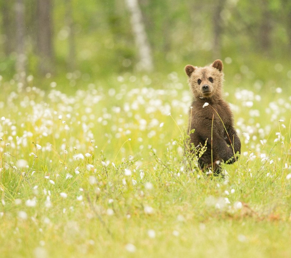 Обои цветы, трава, природа, медведь, наблюдение, медвежонок, flowers, grass, nature, bear, observation разрешение 2048x1365 Загрузить