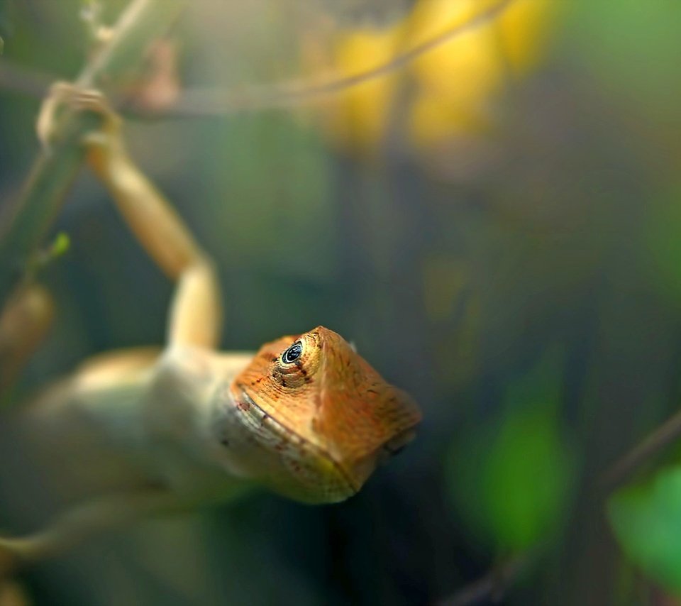 Обои природа, ящерица, животное, на природе, garden lizard, nature, lizard, animal разрешение 1920x1280 Загрузить