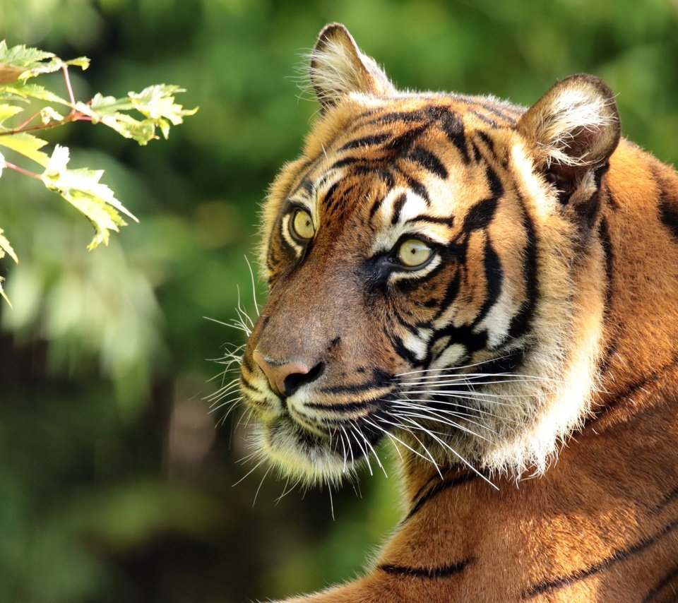 Обои тигр, морда, ветка, портрет, хищник, суматранский тигр, tiger, face, branch, portrait, predator, sumatran tiger разрешение 4400x2960 Загрузить