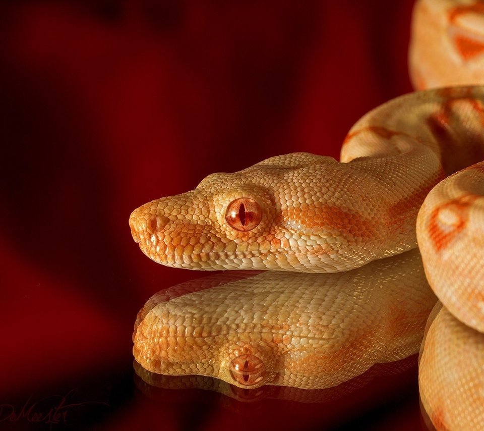 Обои отражение, змея, чешуя, голова, рептилия, альбинос, reflection, snake, scales, head, reptile, albino разрешение 2048x1365 Загрузить
