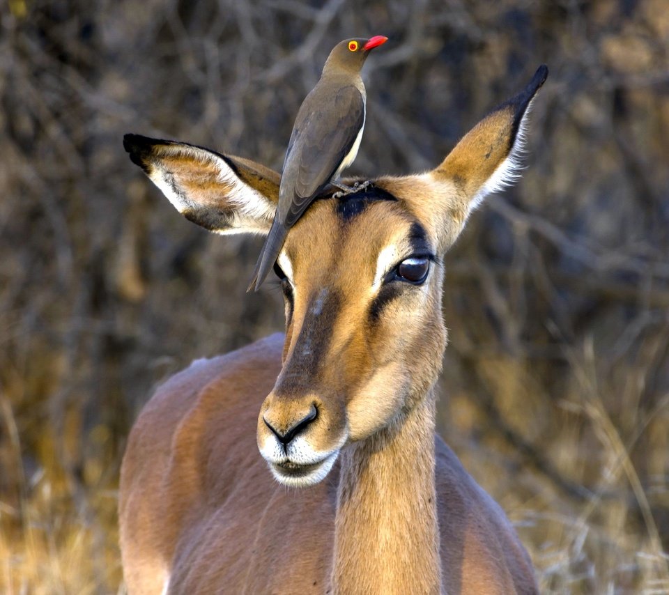 Обои юар, антилопа, национальный парк крюгера, импала, red-billed oxpecker, чёрнопятая антилопа, south africa, antelope, kruger national park, impala разрешение 2560x1600 Загрузить