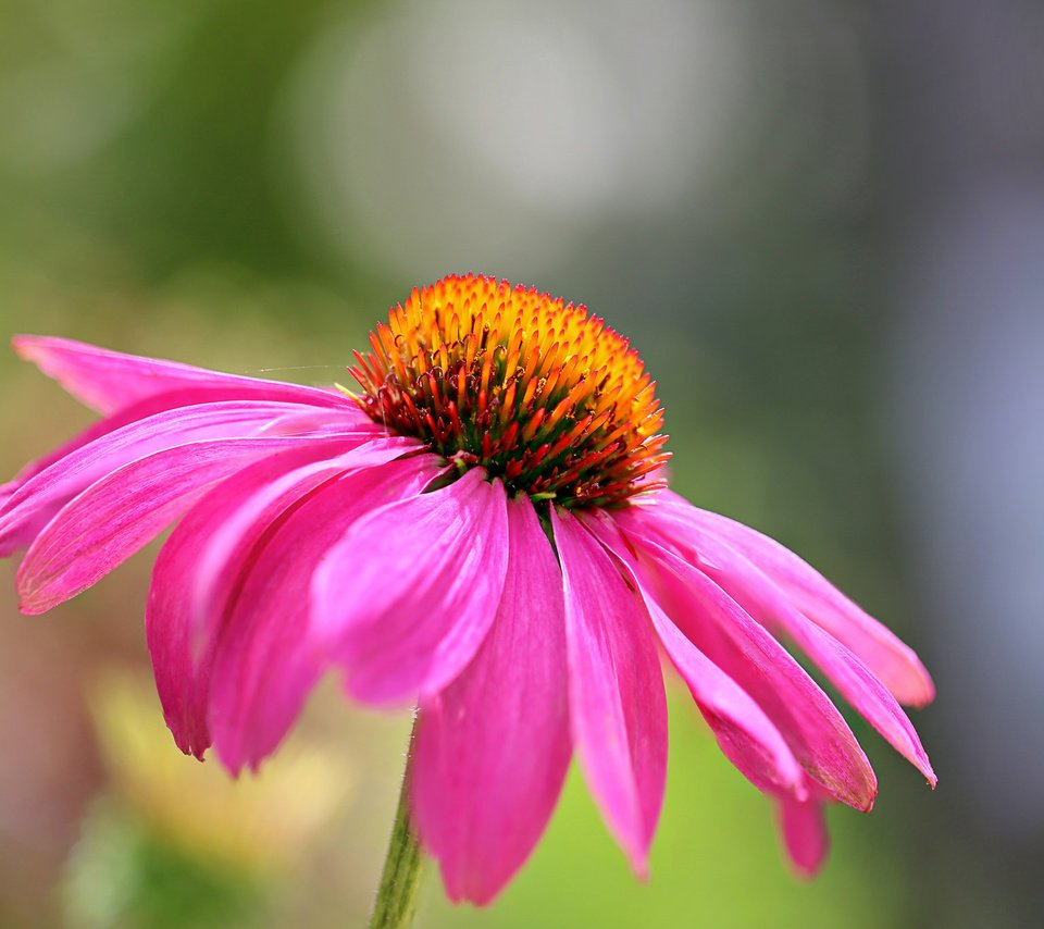 Обои макро, цветок, лепестки, краски, эхинацея, macro, flower, petals, paint, echinacea разрешение 2048x1366 Загрузить