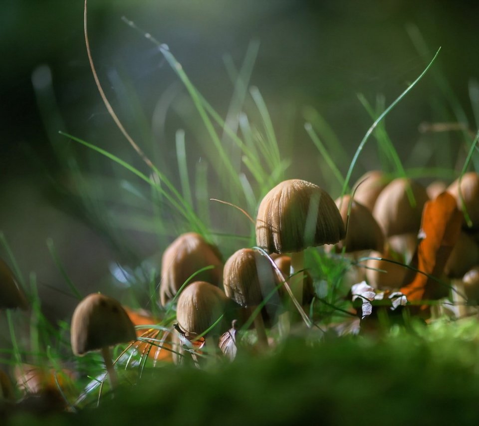 Обои трава, природа, осень, грибы, grass, nature, autumn, mushrooms разрешение 1920x1200 Загрузить