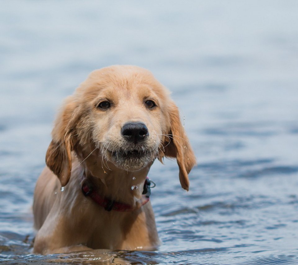 Обои вода, взгляд, собака, щенок, друг, water, look, dog, puppy, each разрешение 1920x1150 Загрузить