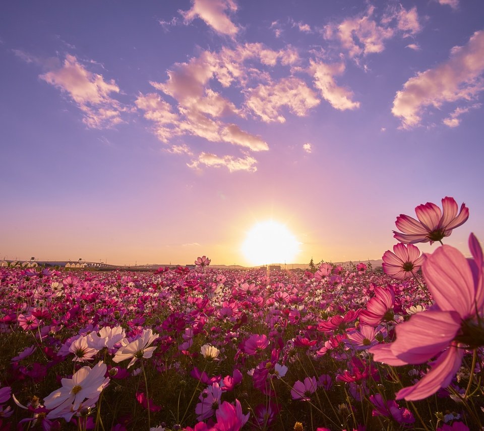 Обои небо, цветы, закат, поле, космея, слушай свое сердце, the sky, flowers, sunset, field, kosmeya разрешение 2880x1920 Загрузить