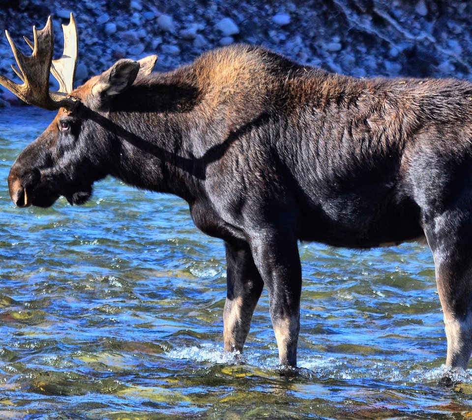 Обои вода, река, природа, животное, лось, water, river, nature, animal, moose разрешение 1920x1209 Загрузить