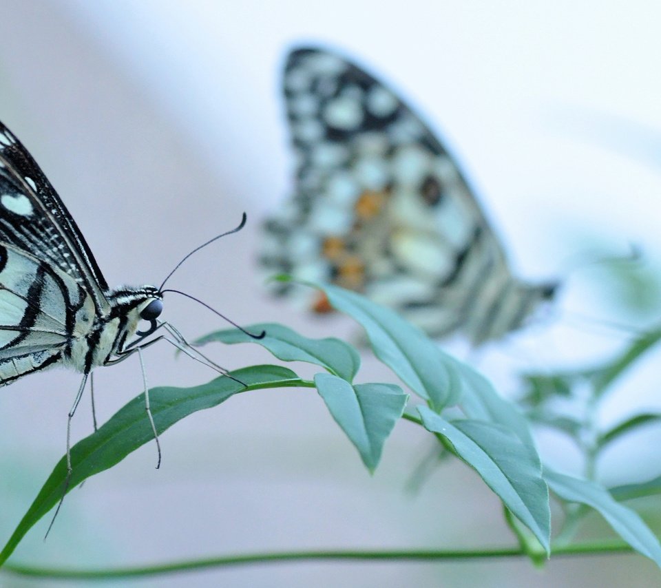 Обои трава, насекомое, бабочка, крылья, grass, insect, butterfly, wings разрешение 2048x1160 Загрузить