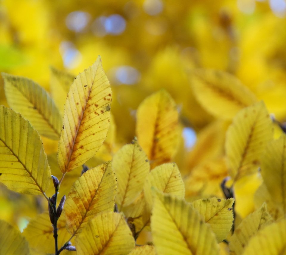 Обои природа, листья, осень, nature, leaves, autumn разрешение 2048x1365 Загрузить