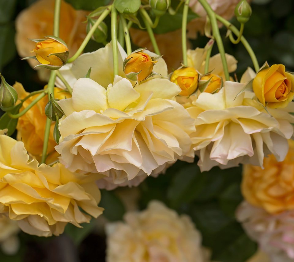 Обои цветы, бутоны, розы, лепестки, жёлтые розы, flowers, buds, roses, petals, yellow roses разрешение 2048x1389 Загрузить