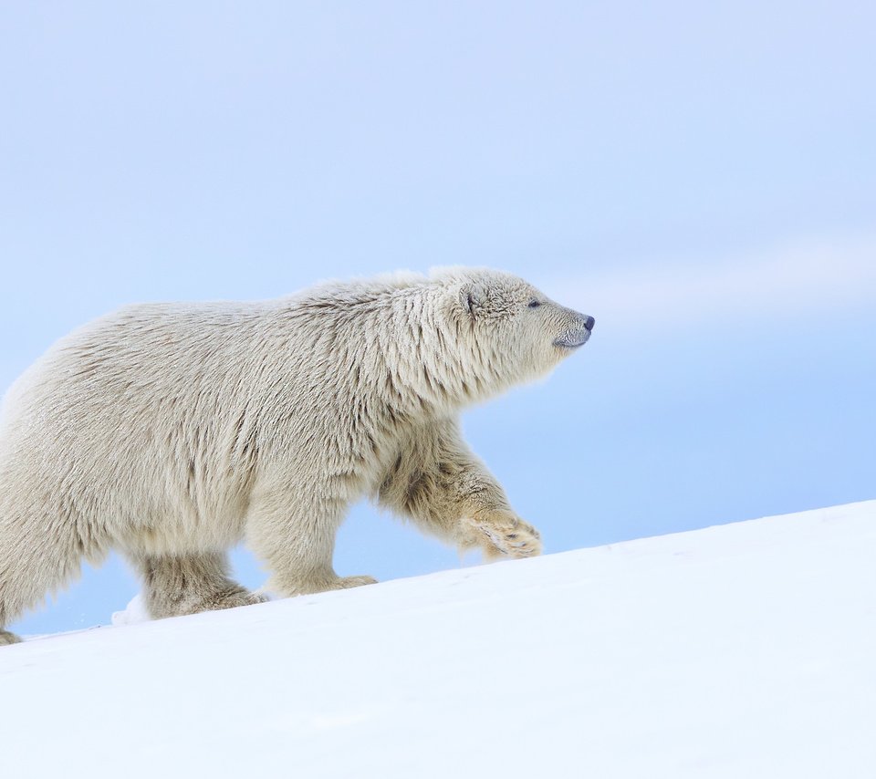 Обои снег, полярный медведь, медведь, белый медведь, аляска, snow, polar bear, bear, alaska разрешение 2048x1245 Загрузить