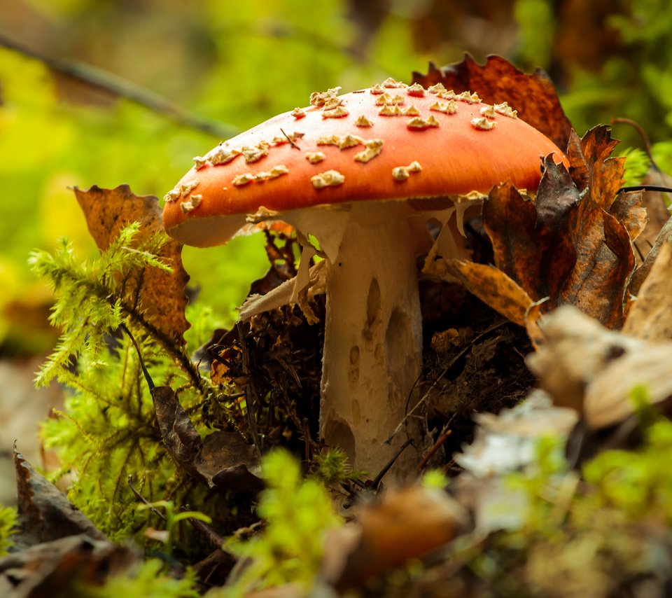 Обои природа, осень, гриб, мухомор, nature, autumn, mushroom разрешение 4272x2478 Загрузить