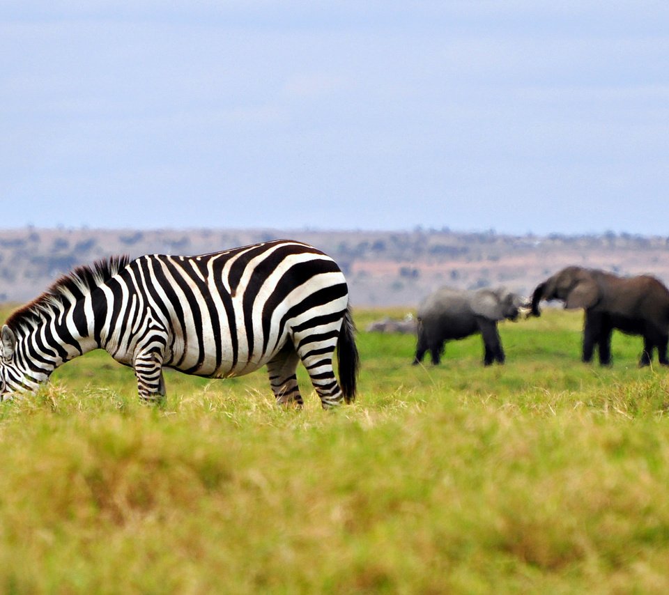 Обои трава, зебра, животные, слоны, саванна, штат джорджия, grass, zebra, animals, elephants, savannah, georgia разрешение 2048x1153 Загрузить