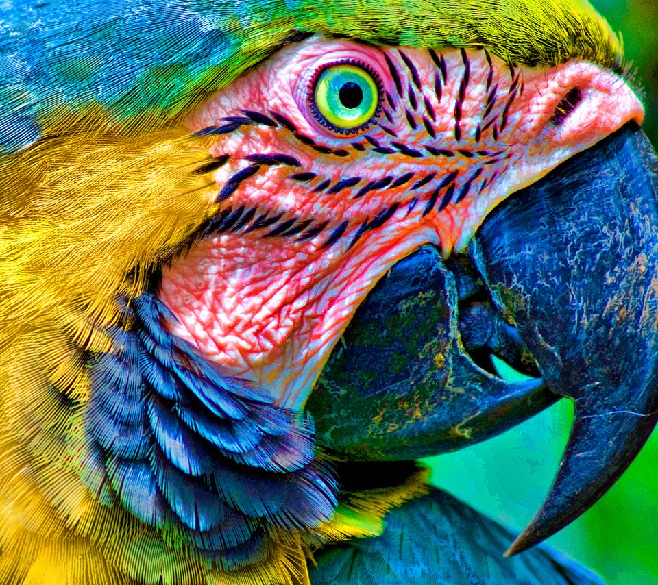 Обои глаза, цвет, птица, клюв, перья, попугай, ара, голова, eyes, color, bird, beak, feathers, parrot, ara, head разрешение 1920x1080 Загрузить