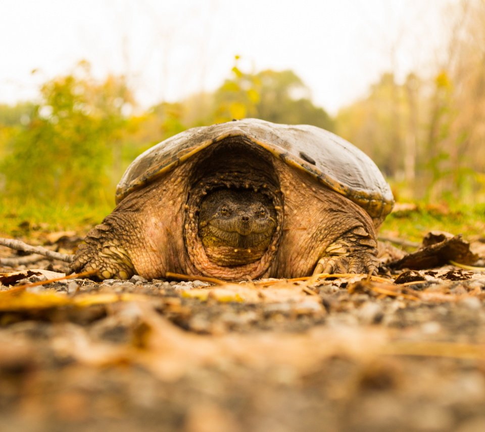 Обои природа, фон, черепаха, nature, background, turtle разрешение 2560x1707 Загрузить