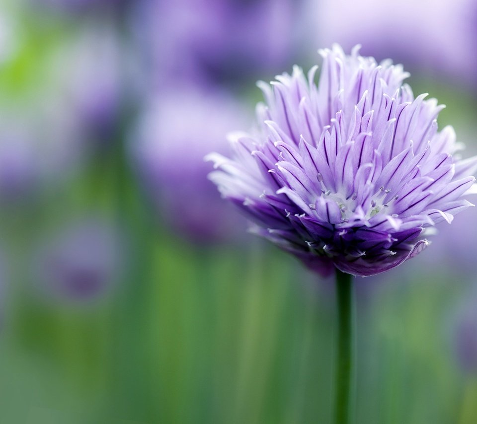 Обои цветок, лепестки, размытость, стебель, сиреневый, flower, petals, blur, stem, lilac разрешение 2000x1333 Загрузить