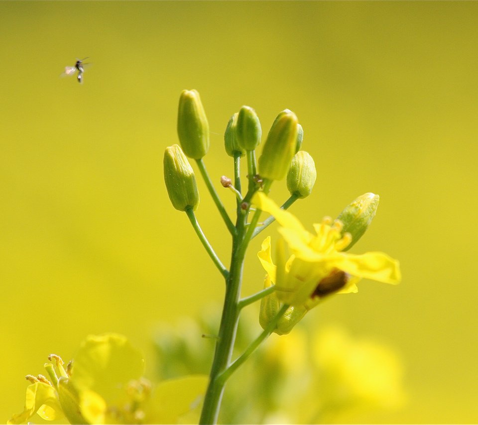 Обои цветы, насекомое, растение, рапс, flowers, insect, plant, rape разрешение 2048x1365 Загрузить