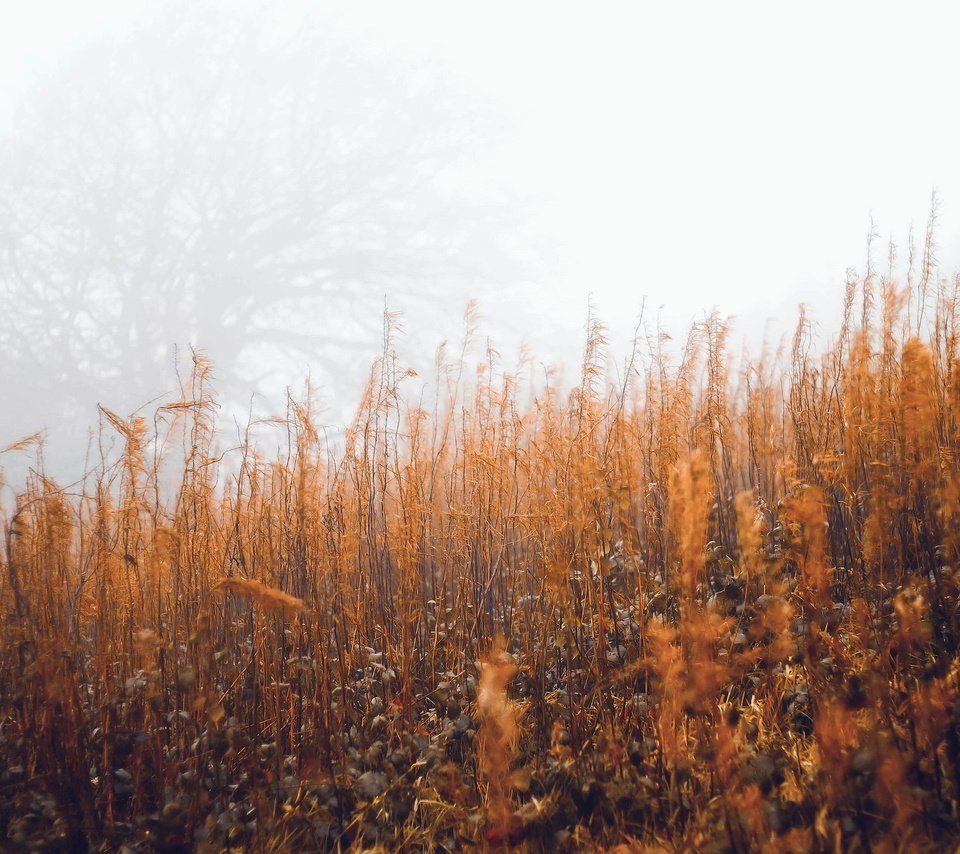 Обои трава, туман, осень, grass, fog, autumn разрешение 2048x1353 Загрузить