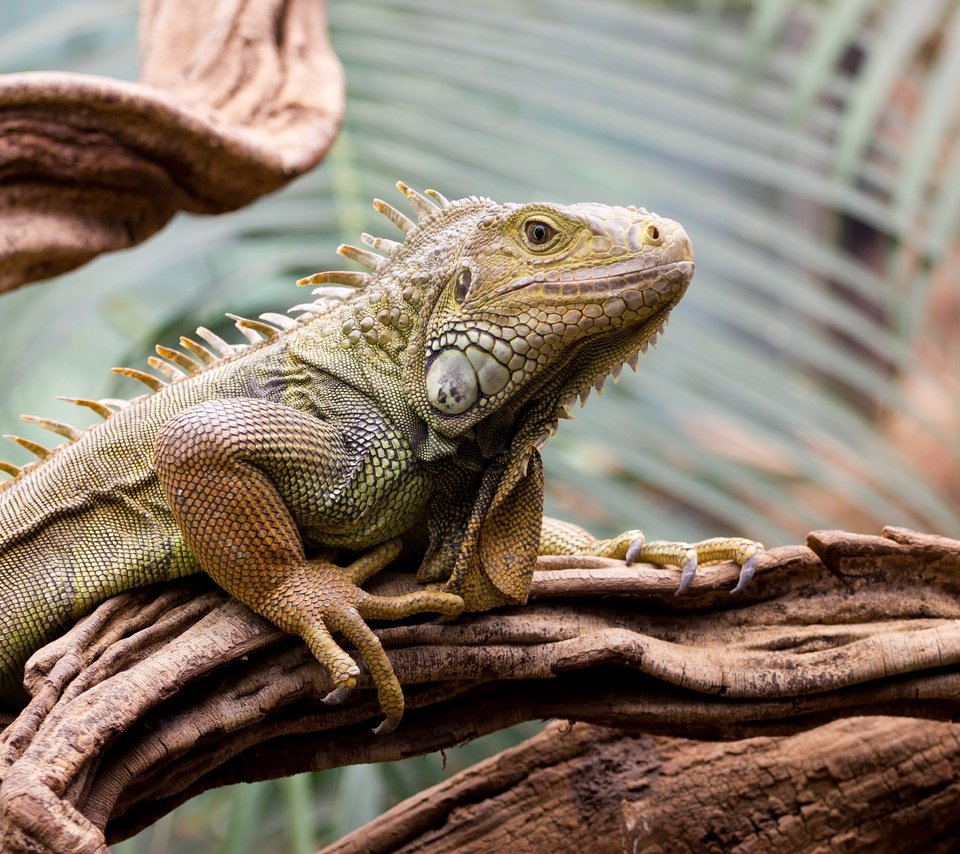 Обои дерево, ящерица, рептилия, игуана, пресмыкающиеся, tree, lizard, reptile, iguana, reptiles разрешение 4200x2800 Загрузить