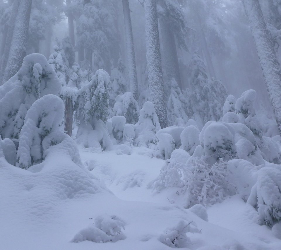 Обои снег, лес, зима, ванкувер, канада, сугробы, британская колумбия, snow, forest, winter, vancouver, canada, the snow, british columbia разрешение 2562x1440 Загрузить