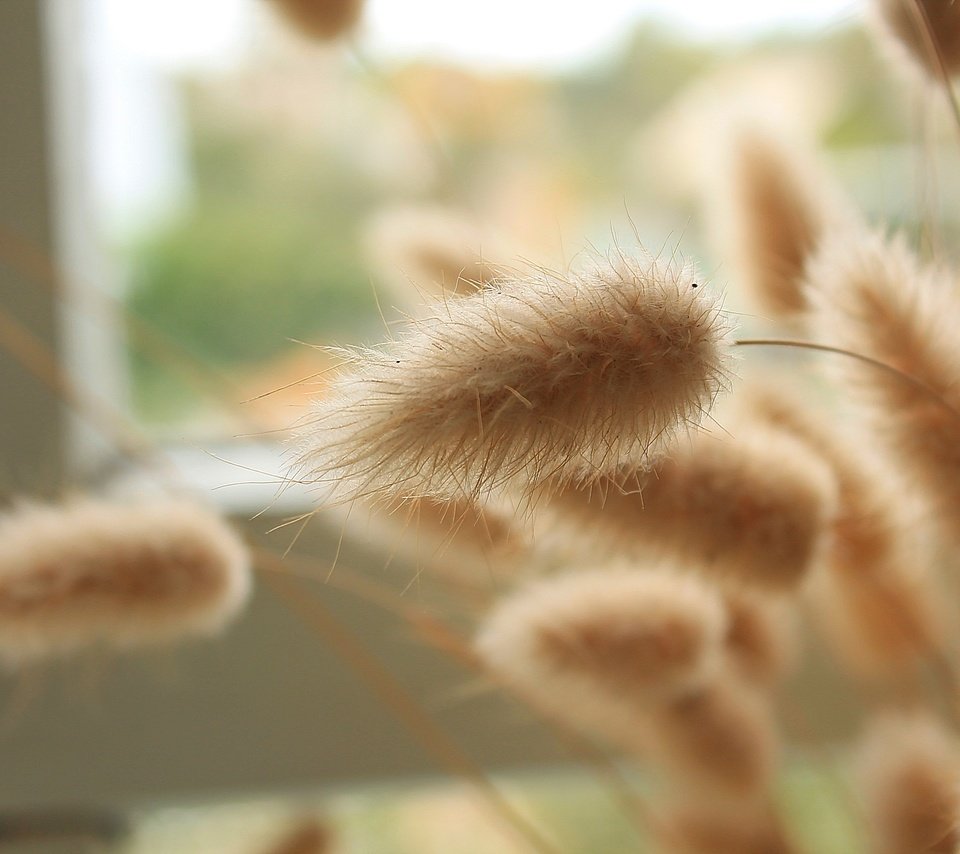 Обои трава, колоски, пушистые, окно, крупным планом, grass, spikelets, fluffy, window, closeup разрешение 2264x1509 Загрузить